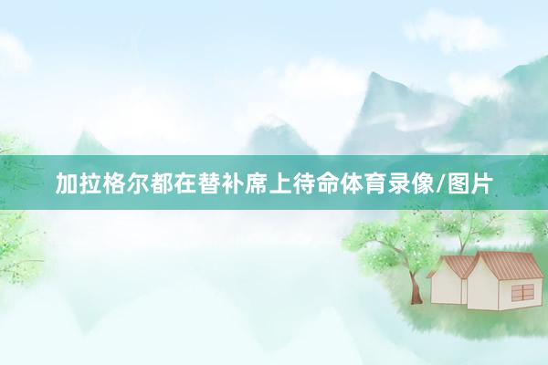 加拉格尔都在替补席上待命体育录像/图片